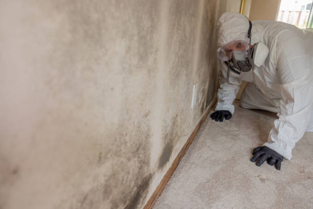 Why You Should Choose Our Mold Remediation Services in Crafton, PA